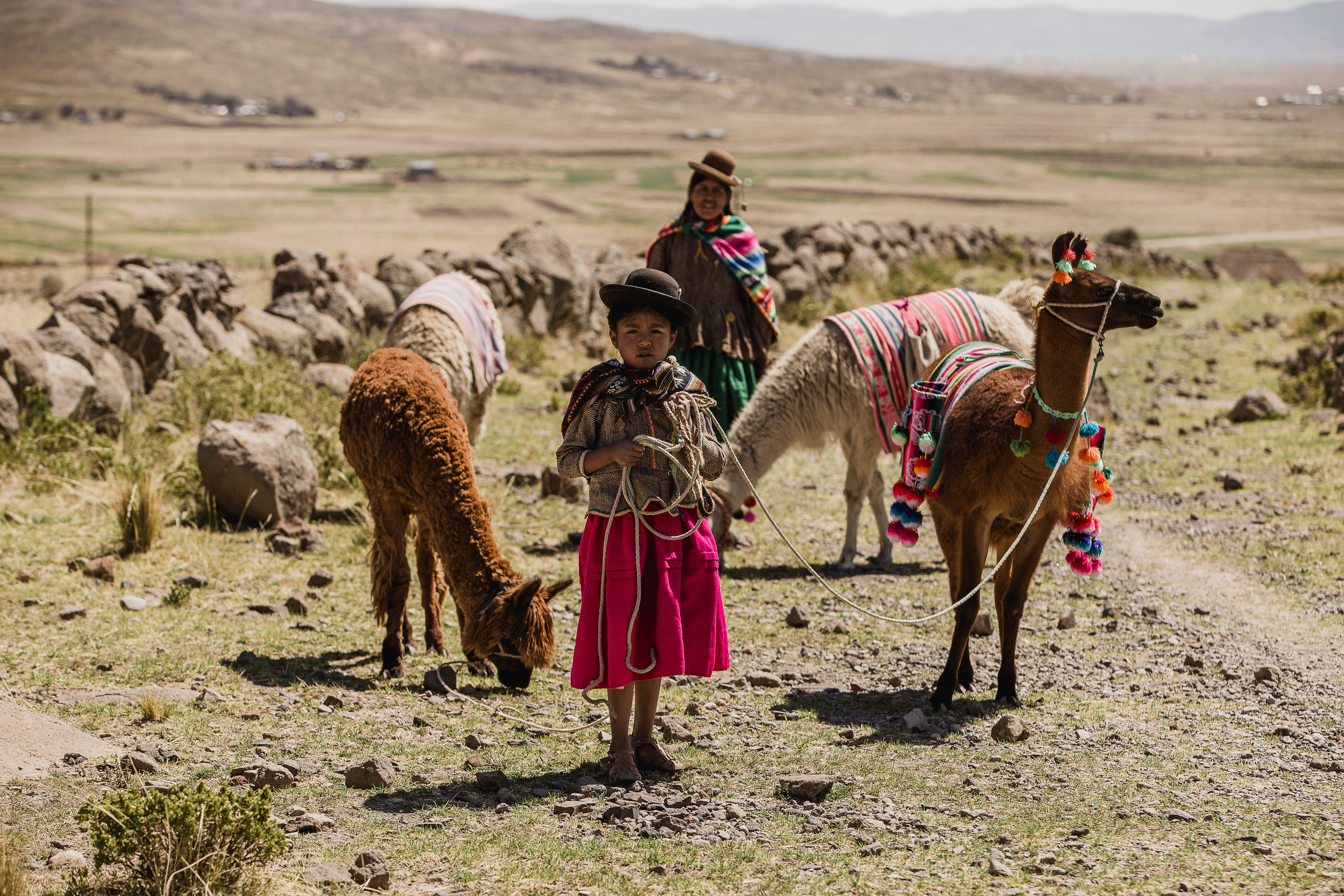 Peruvian girl walking with llamas.