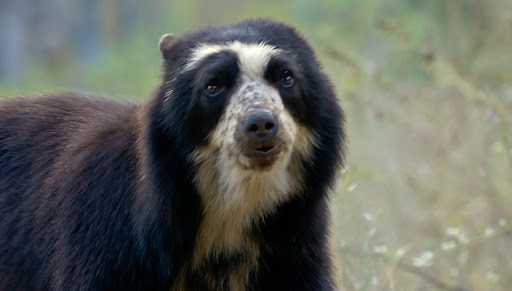 Spectacled Bear Fascinating Animals | Peruvian Sunrise