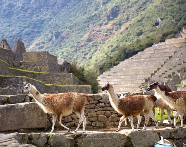 Machu Picchu is a destination that welcomes year after year national and international tourists