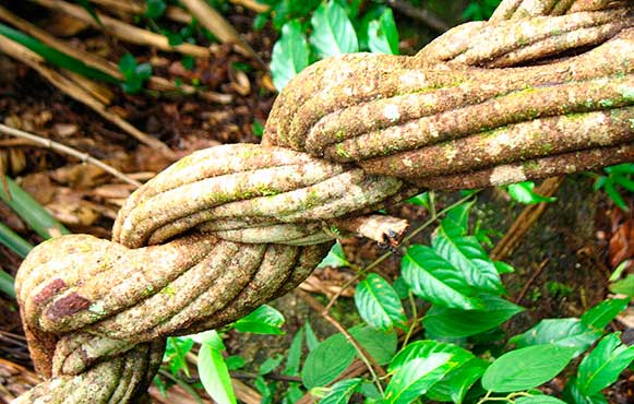 Ayahuasca's use today stems from ancient medicinal plant traditions