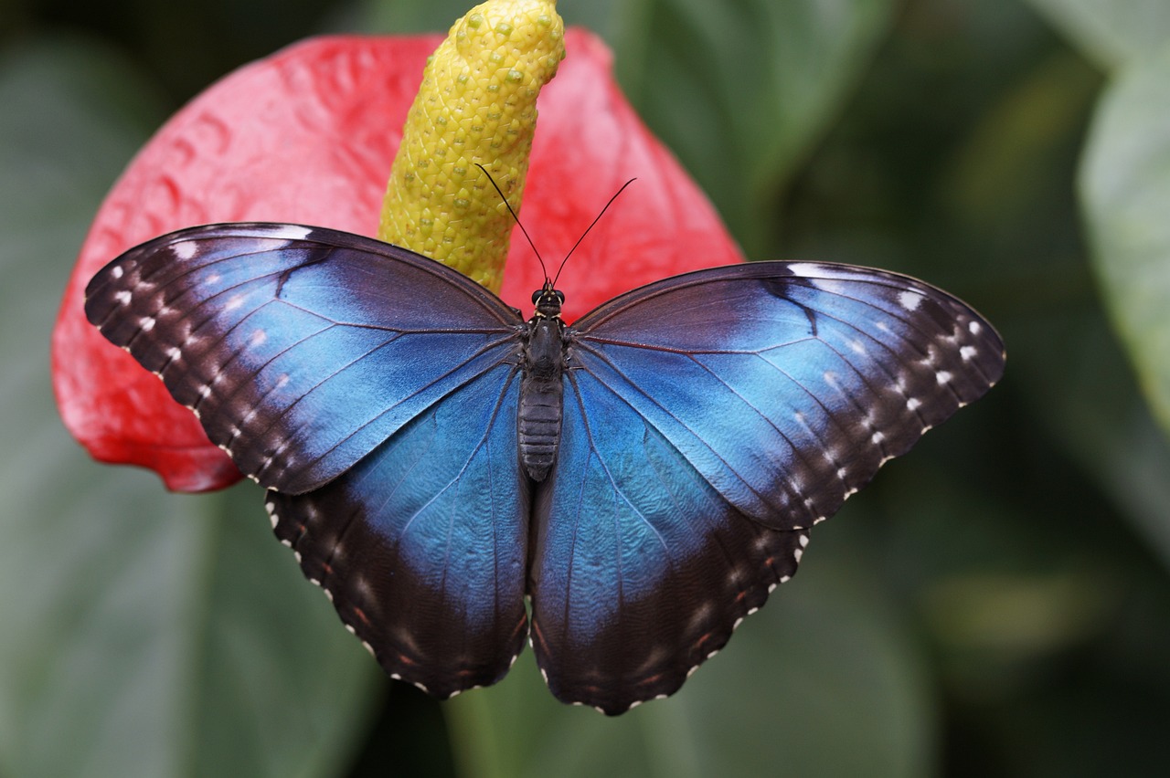 Blue morph Butterfly Peru | Peruvian Sunrise