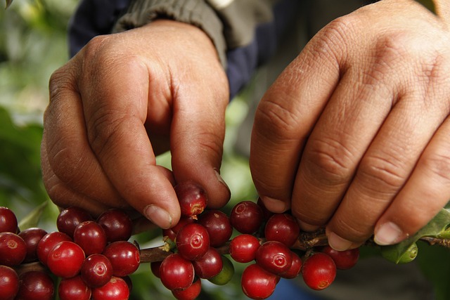 Exploring Peruvian Coffee: A Rich and Aromatic Treasure from the Andes | Peruvian Sunrise