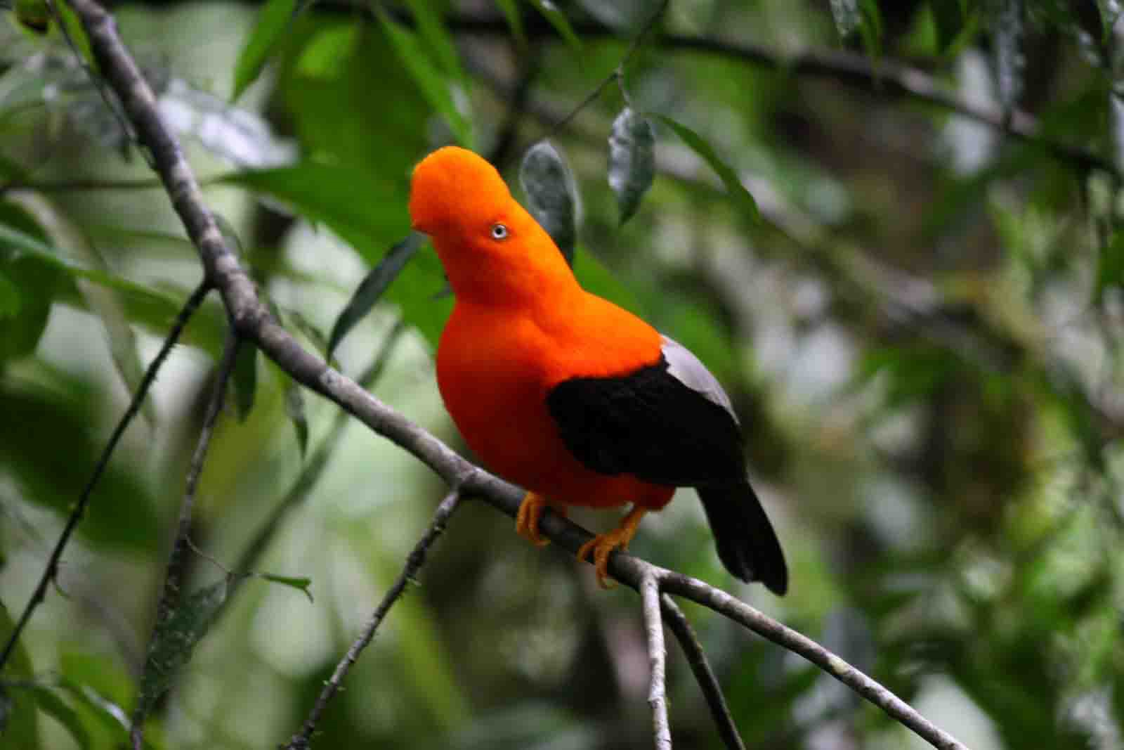 Wildlife of Peru: Andean Cock of the Rock | Peruvian Sunrise