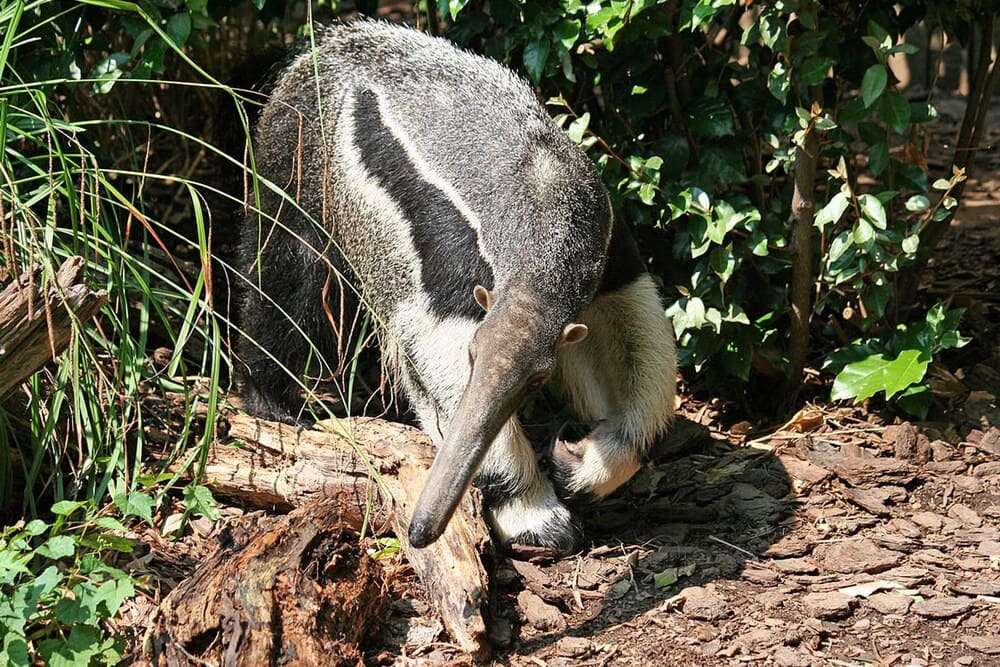 Giant Anteater Fascinating Animals | Peruvian Sunrise