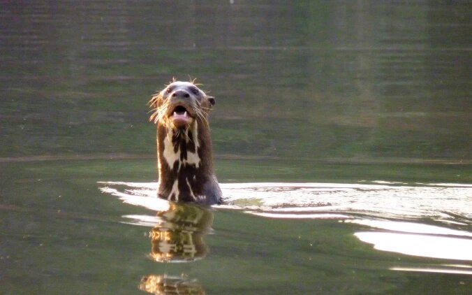 Giant Otter Fascinating Animals | Peruvian Sunrise