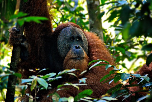 Howler Monkey Fascinating Animals | Peruvian Sunrise