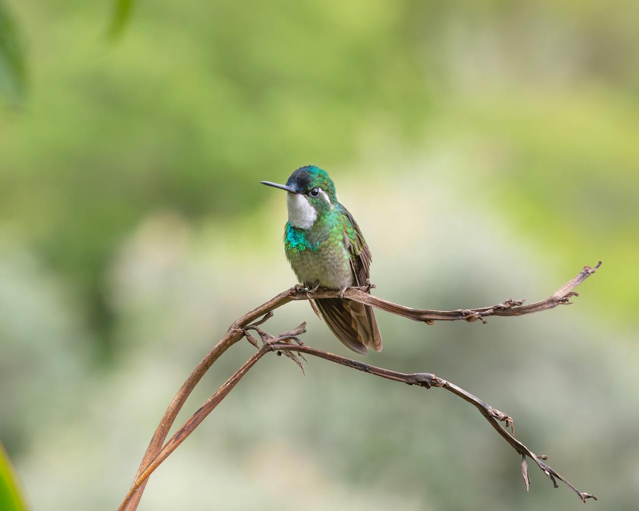 hummingbirds birdwatching peru | Peruvian Sunrise