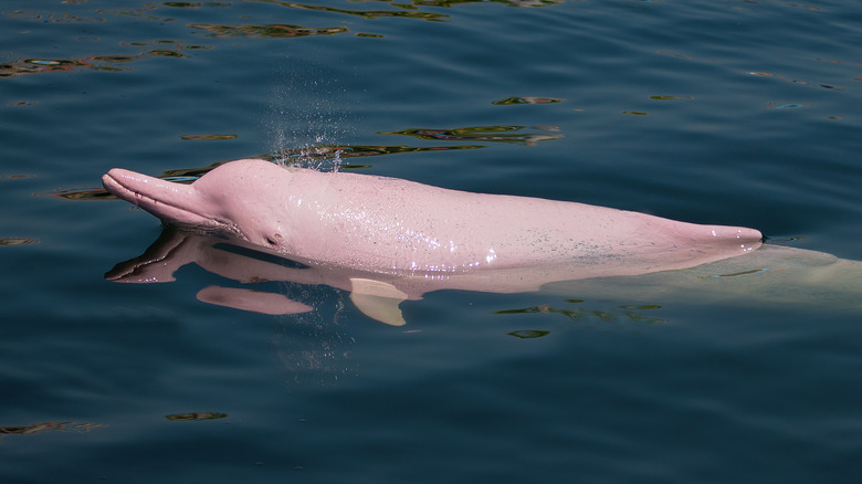 Pink Dolphin