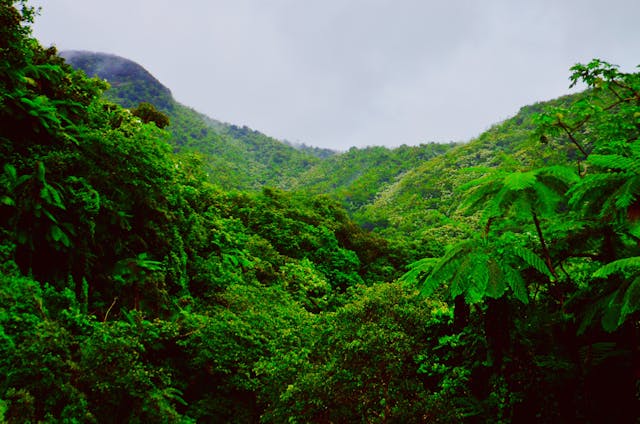 Jungle views in peru trees and wildlife tours | Peruvian Sunrise