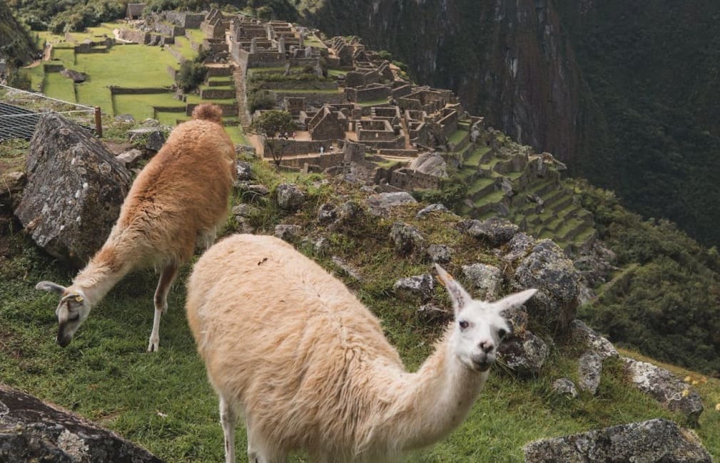 LLamas Machu Picchu | Peruvian Sunrise