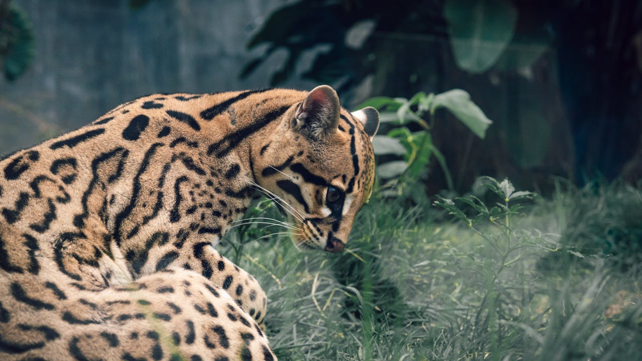 Ocelot Fascinating Animals | Peruvian Sunrise