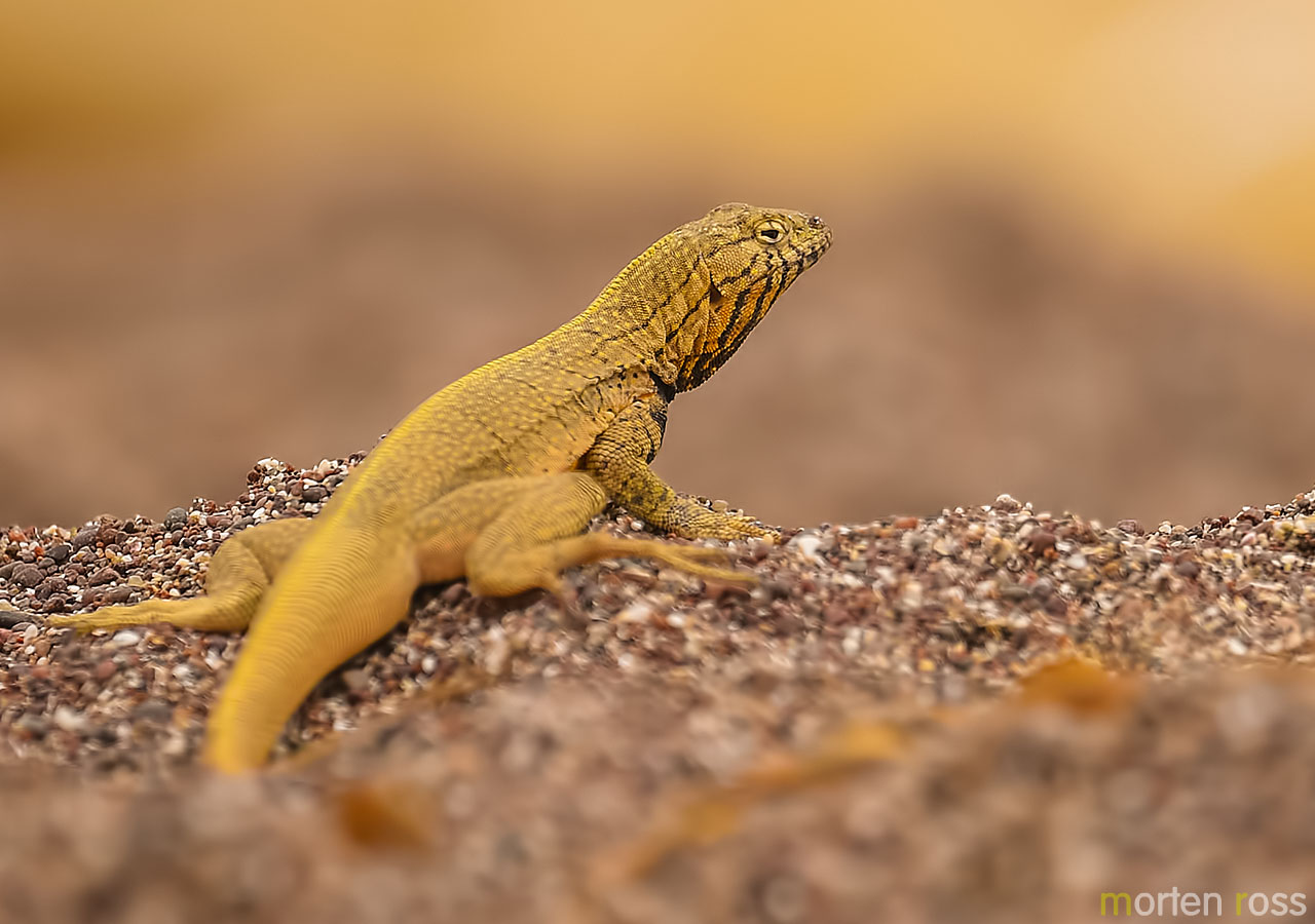 Pacific Iguana Fascinating Animals | Peruvian Sunrise