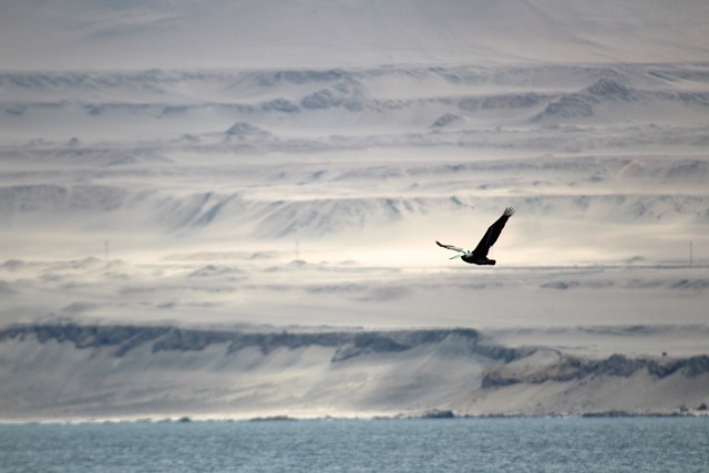Pelican Bird Peru travel / Peruvian Sunrise