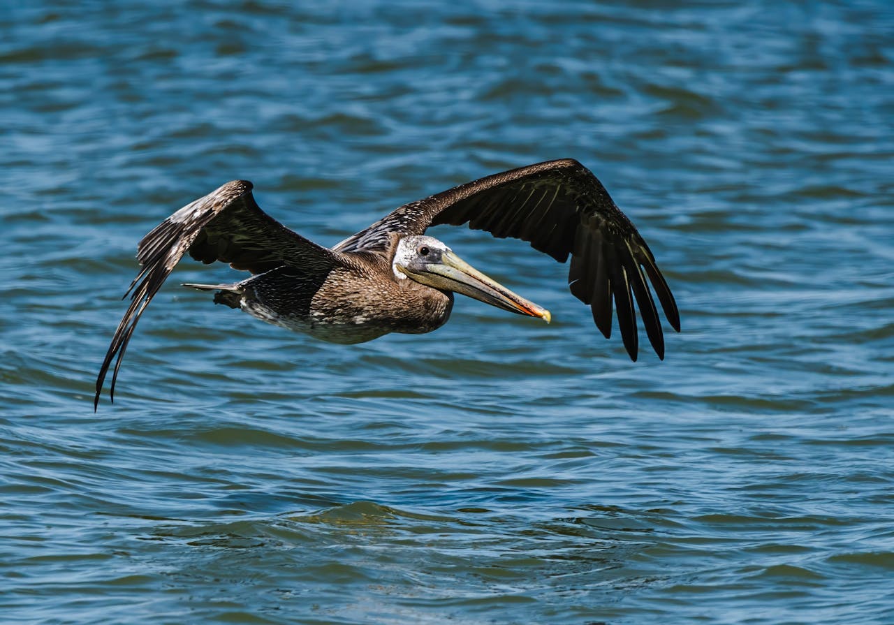 Pelican Fascinating Animals | Peruvian Sunrise