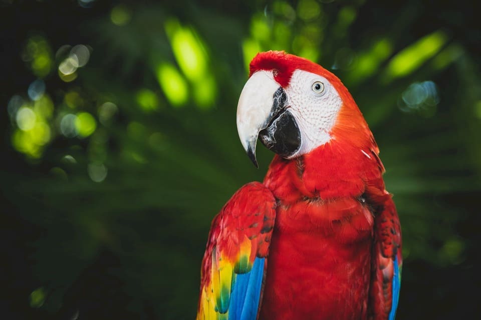 Bird watching on the amazon rainforest peru tours | Peruvian Sunrise