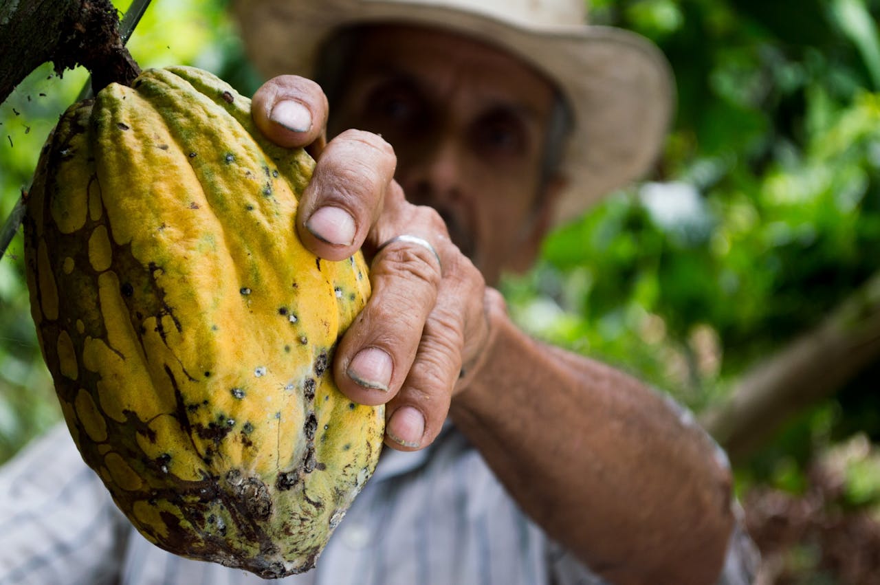 Guide to Peruvian Chocolate, cacao museums peru and peruvian chocolate brands | Peruvian Sunrise