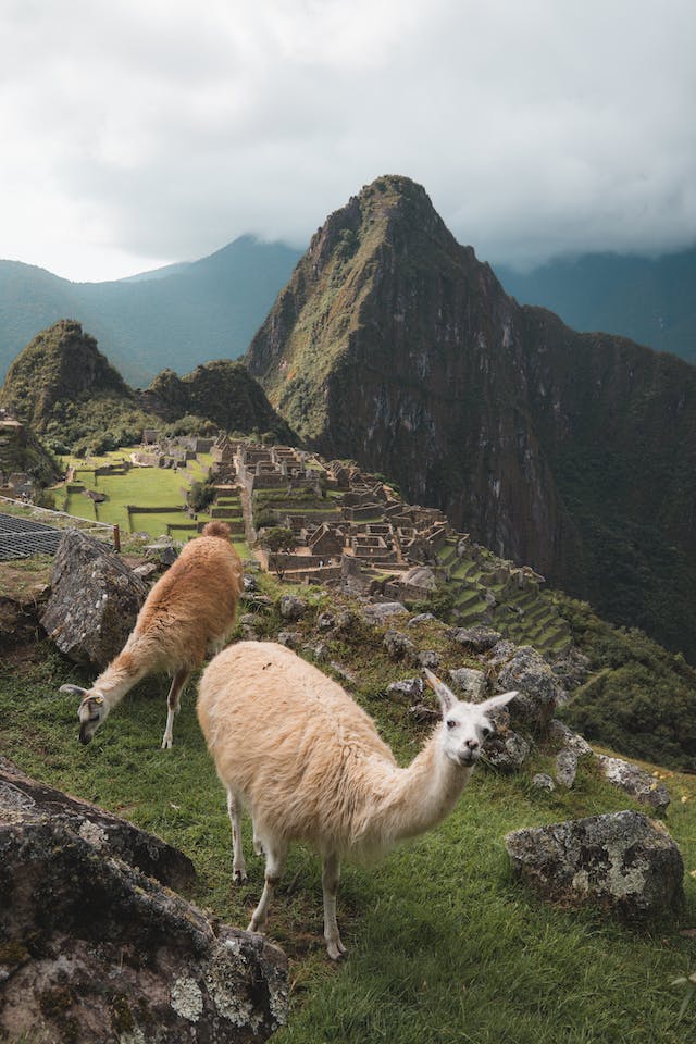 Peru - Cusco - lamas