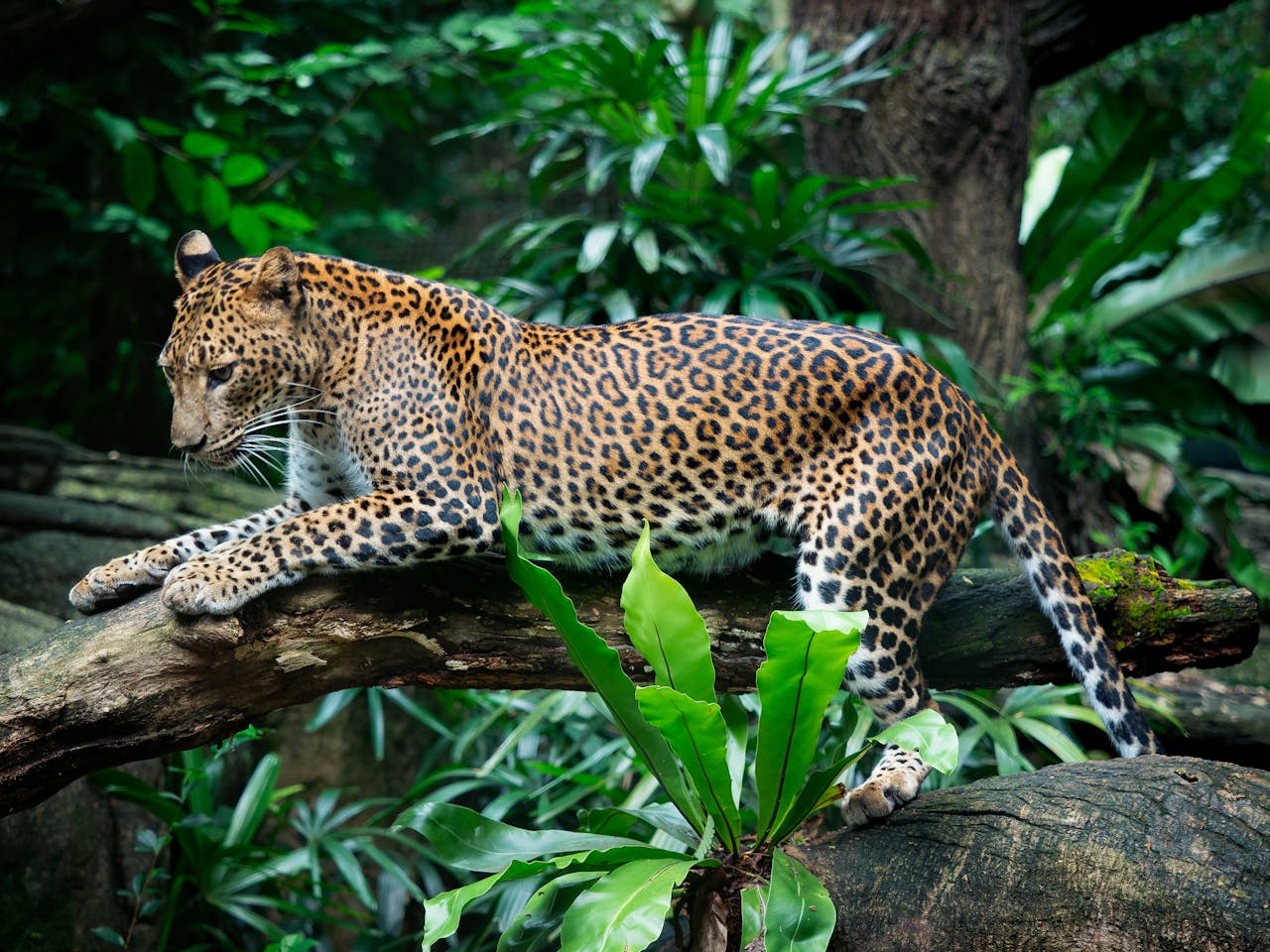 Jaguar Fascinating Animals | Peruvian Sunrise