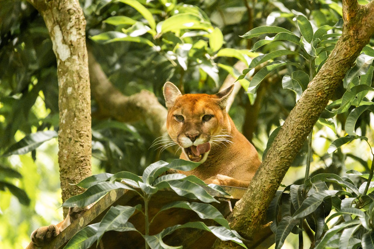 Puma Fascinating Animals | Peruvian Sunrise