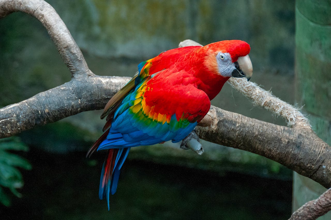 Scarlet Macaw Fascinating Animals | Peruvian Sunrise