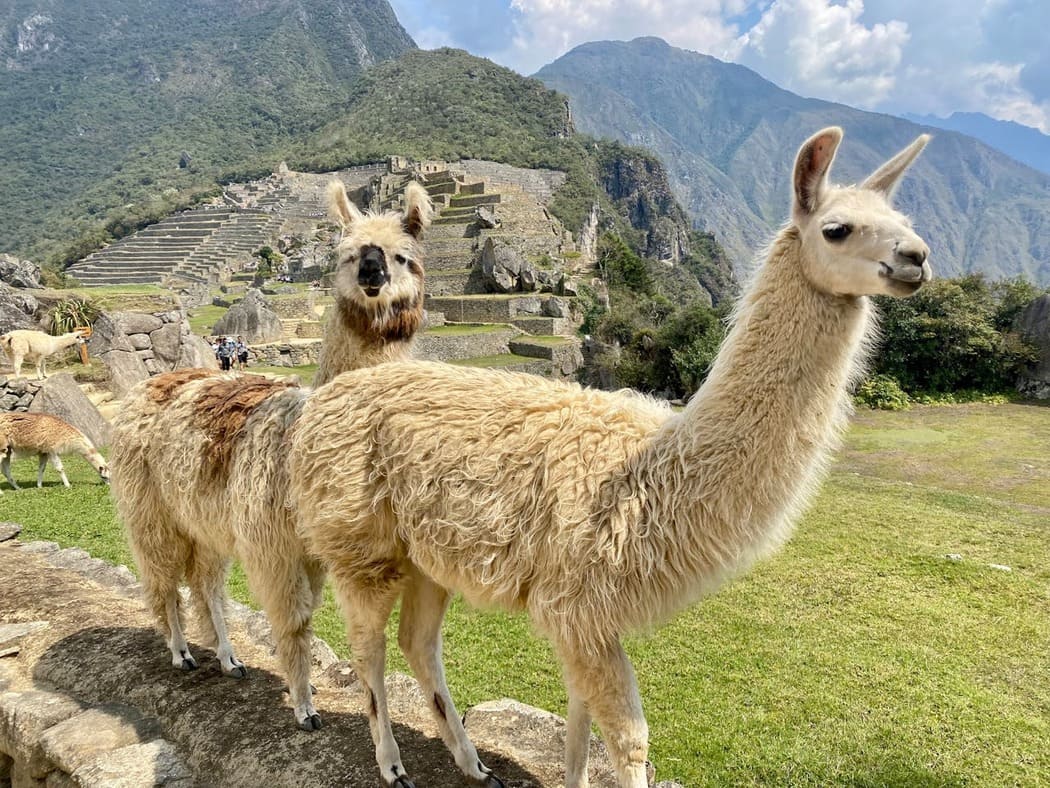 A sunny day in Machu Picchu with llamas admiring the ancient ruins and stunning mountain backdrop. | Peruvian Sunrise