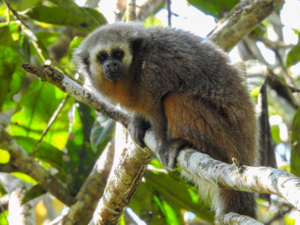 Titi Monkey Fascinating Animals | Peruvian Sunrise