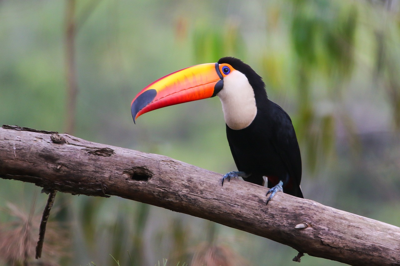 Toco Toucan Fascinating Animals | Peruvian Sunrise