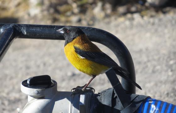 Bird Watching in Peru / Peruvian Sunrise