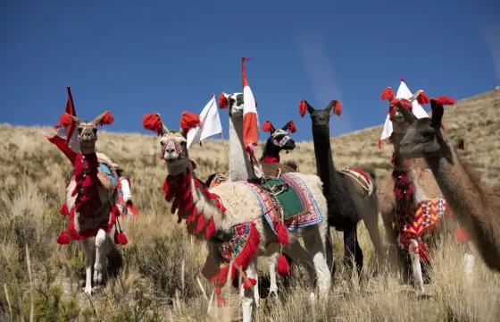 Peruvian Llamas | Peruvian Sunrise
