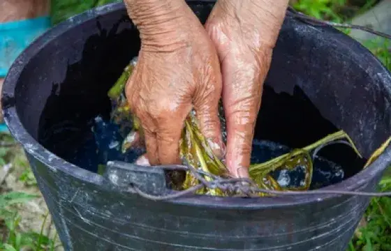 Benefits of Coca Leaves in Peru: Altitude Hacks for Travelers | Peruvian Sunrise Benefits of Coca Leaves in Peru: Altitude Hacks for Travelers | Peruvian Sunrise