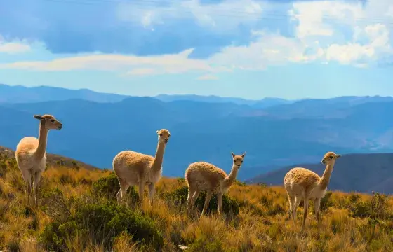 Difference between llama alpaca vicuña guanaco portrait | Peruvian Sunrise