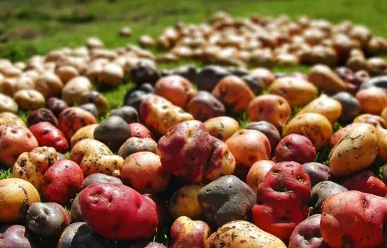 Peruvian potatoes portrait | Peruvian Sunrise