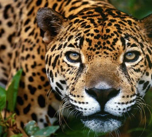 Jaguar - Puerto Maldonado | Peruvian Sunrise