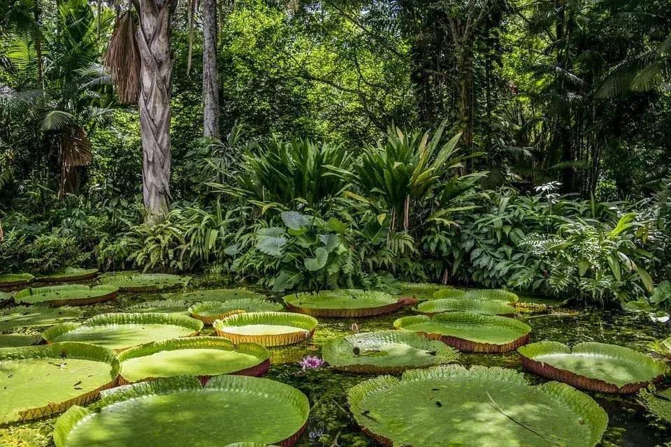 Amazonas Rainforest, plants, Peru Jungle Tours | Peruvian Sunrise