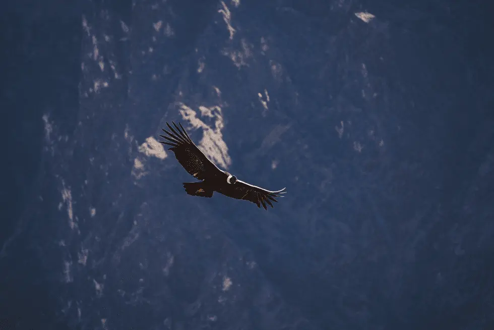 The flight of the Andean Condor in Colca Canyon | Peruvian Sunrise