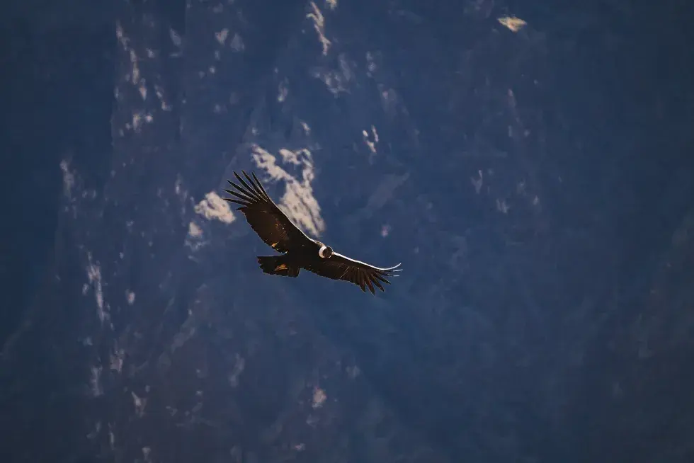 Condor flight in Colca Canyon, Arequipa | Peruvian Sunrise