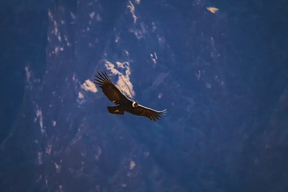 Witness the legendary flight of the Andean condor | Peruvian Sunrise