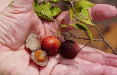 Superfoods Peru camu camu | Peruvian Sunrise